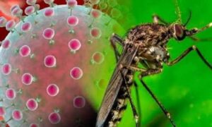 En Matanzas, tendencia al incremento de casos febriles por arbovirosis